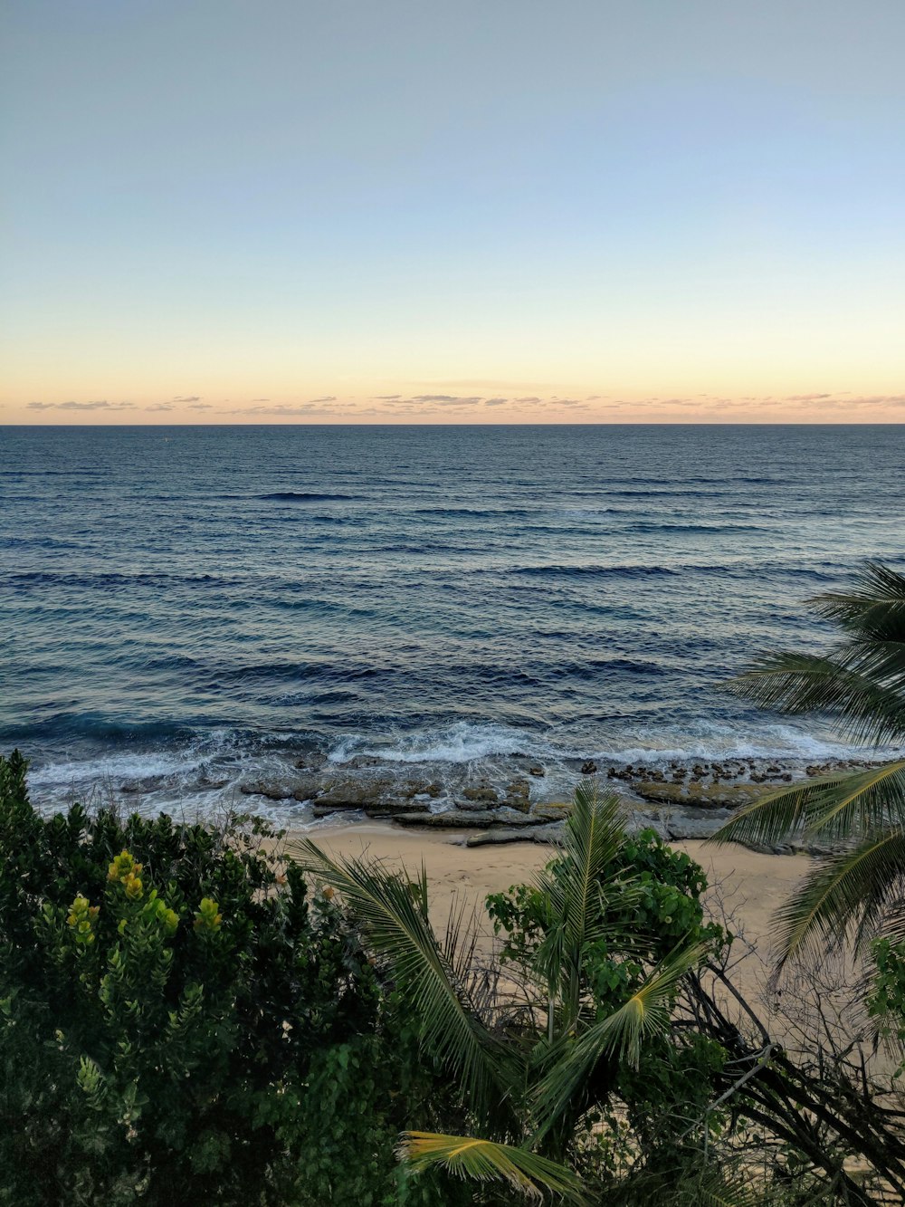 palm trees in front of ocean