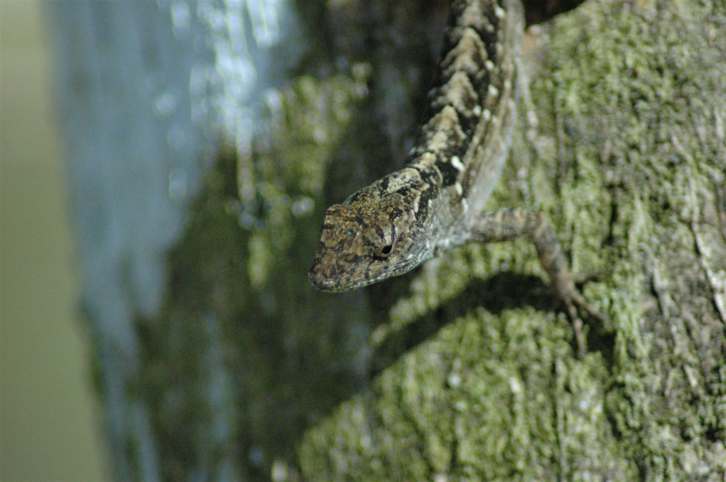 Cool pets to have in your room: a pet gecko up close