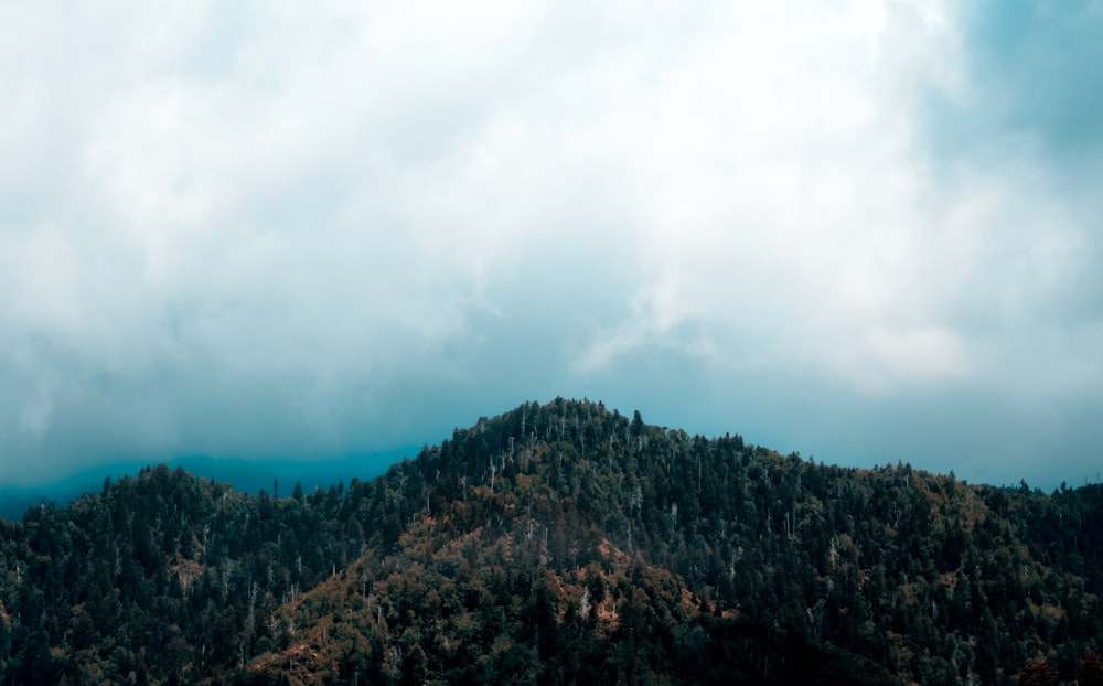 trees on mountain under cloudy sky