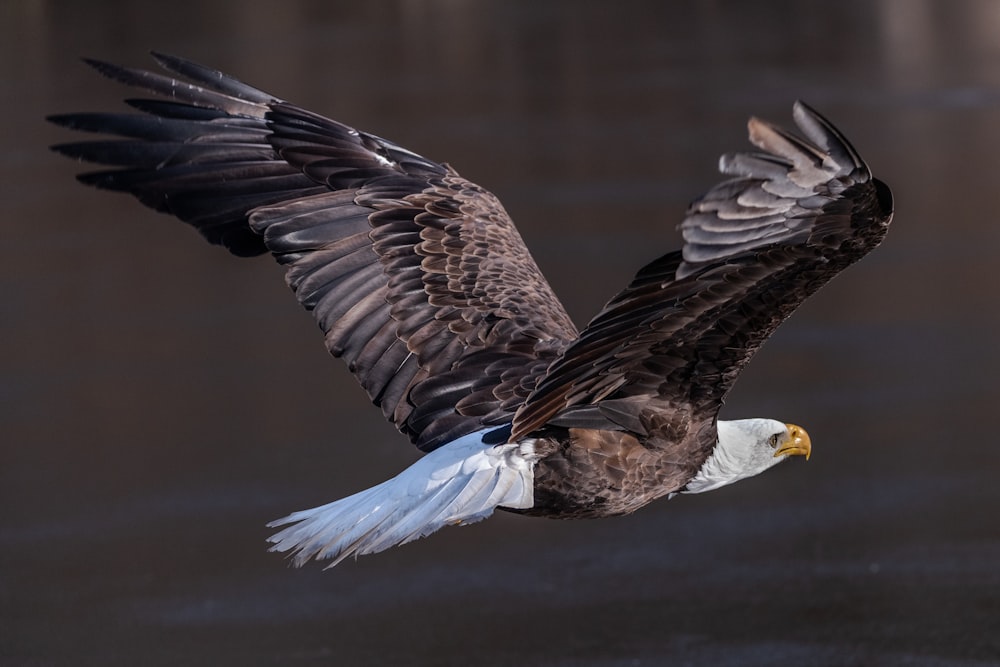 Águila calva sobre el cuerpo de agua