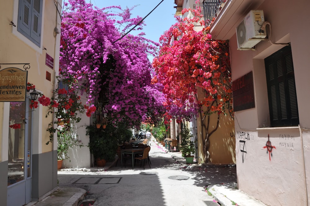 pink and orange flowers blooming