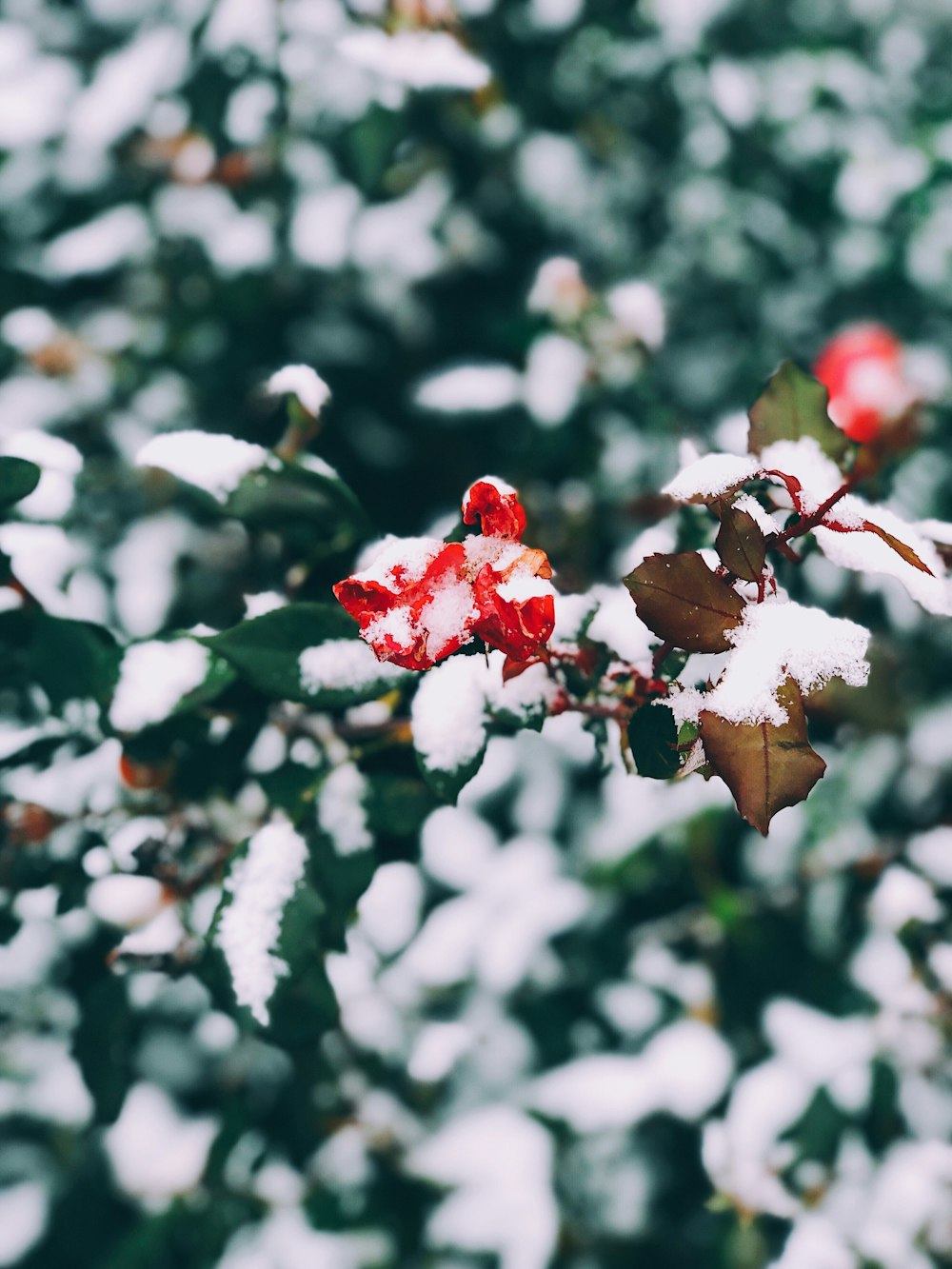 selective focus photography of red flowers covered with snow