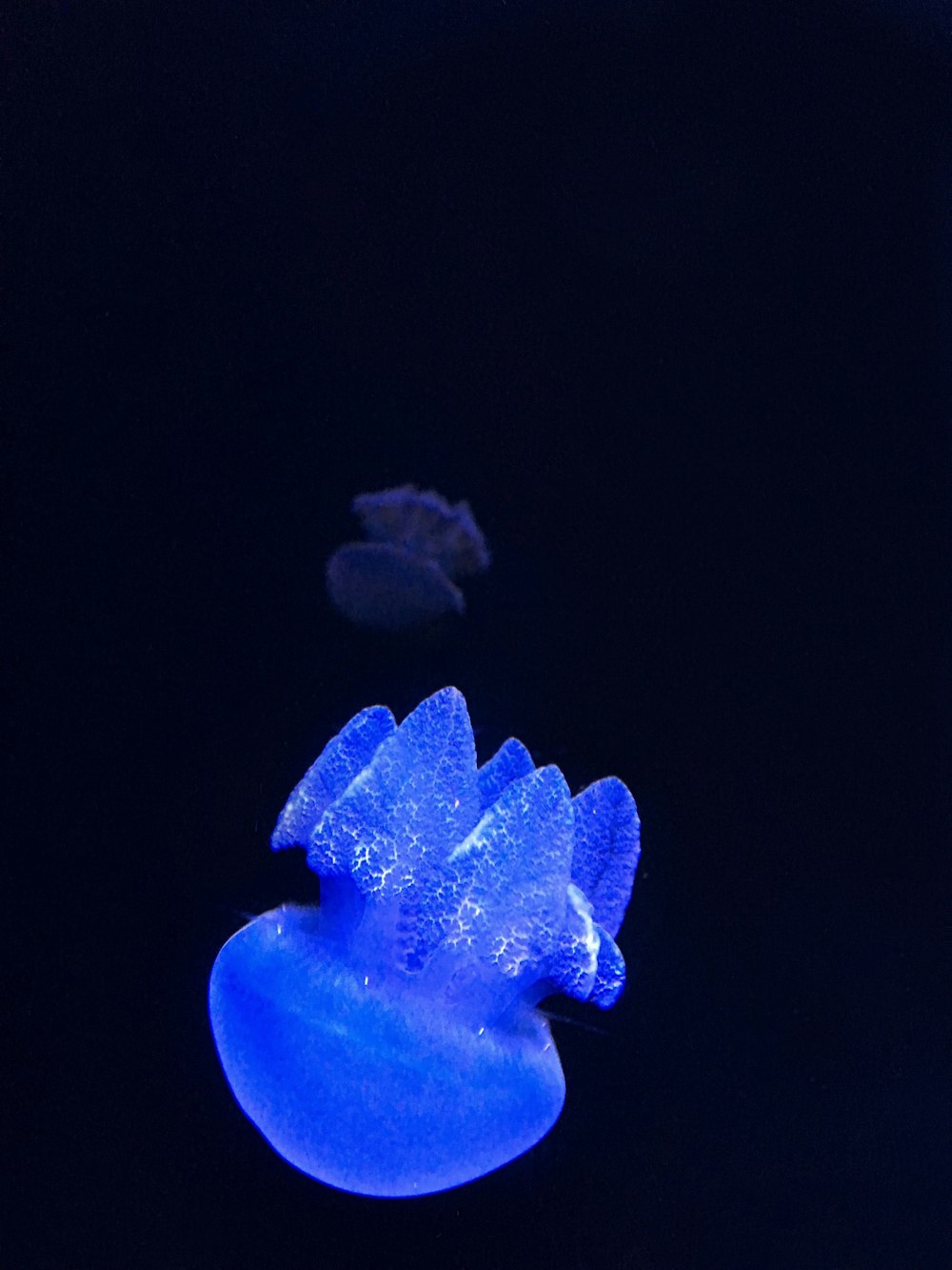 blue jellyfish digital wallpaper