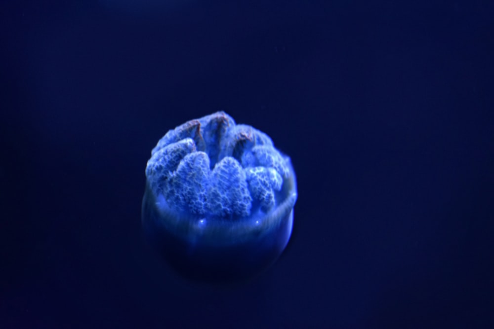 closeup photography of blue creature