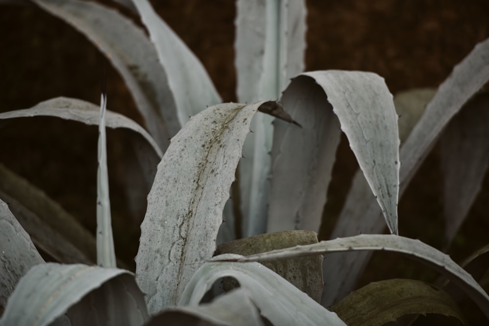 green-leafed plant