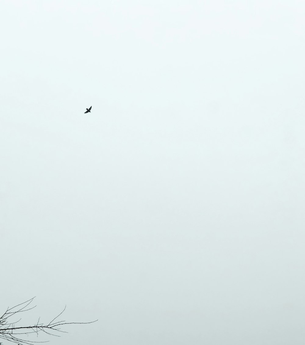 low angle photography of black bird