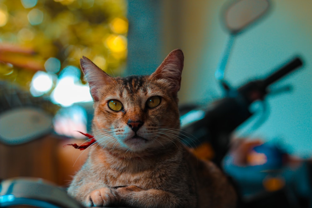 Selektive Fokusfotografie der braunen Katze in Bauchlage
