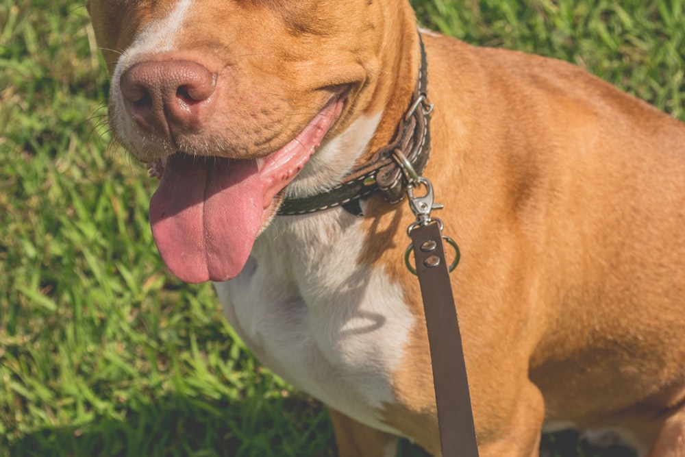 white and brown American Pitt bull terrier sitting on grass