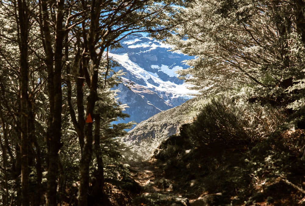 mountain covered with trees