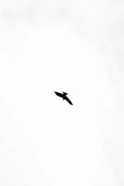 A captivating artwork portraying a soul's flight, embodying freedom and transcendence.