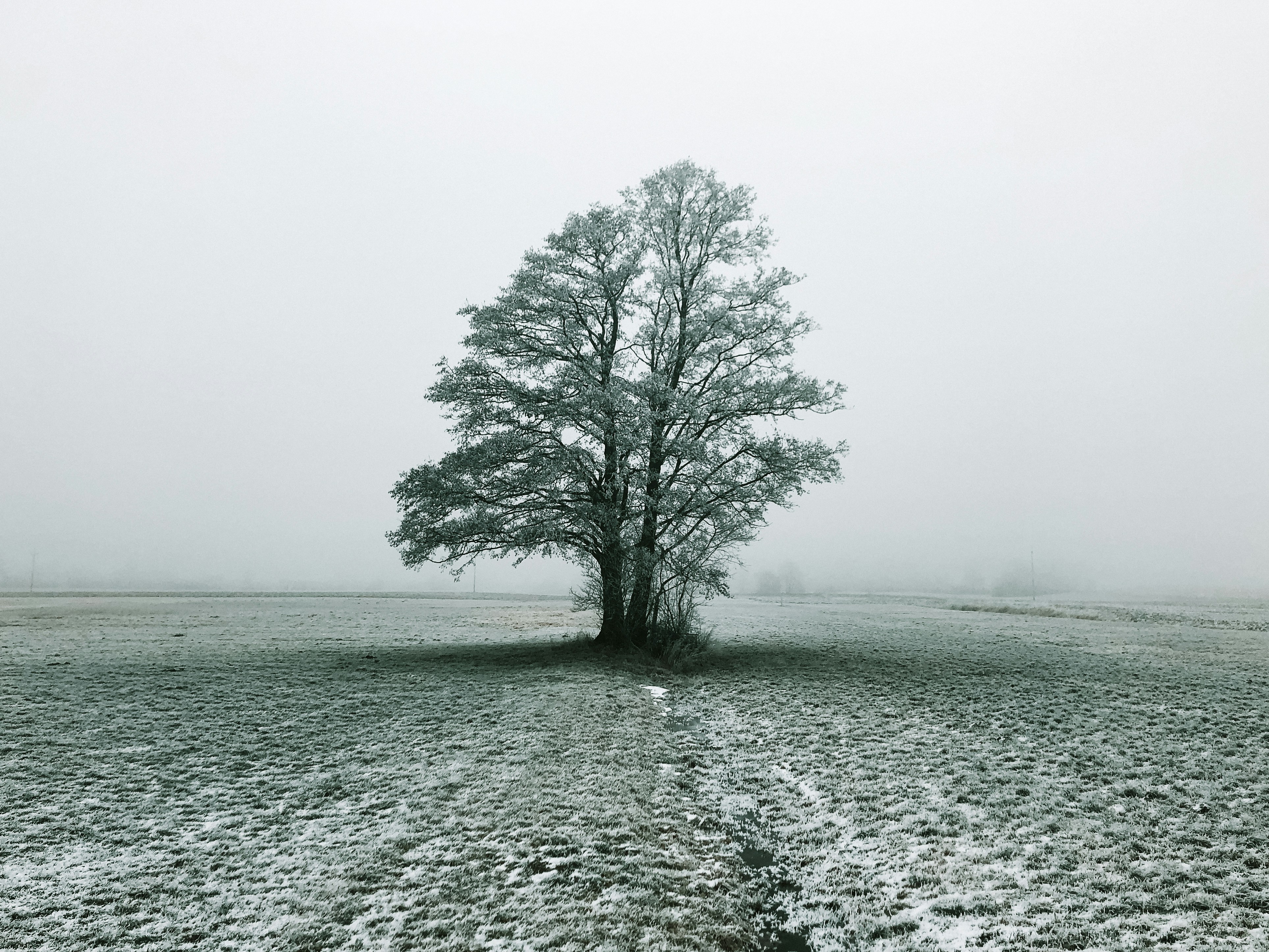 Осень дуб туман. Серое дерево. Дубы пейзажный. Дуб туманный. Ветви деревьев.