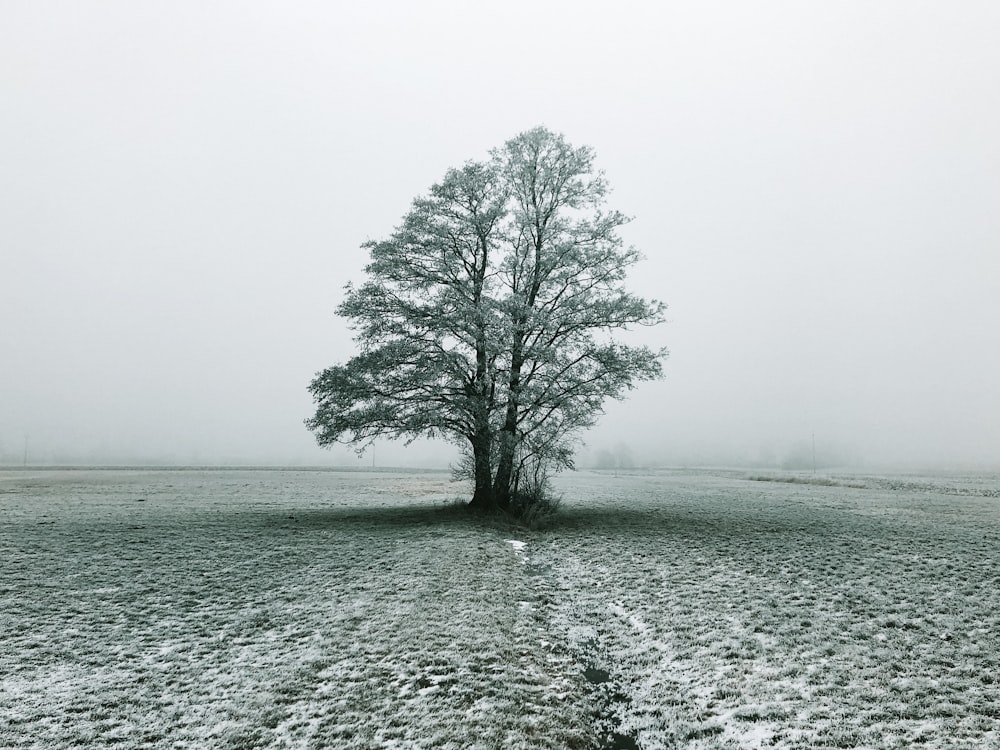 tree under white sky