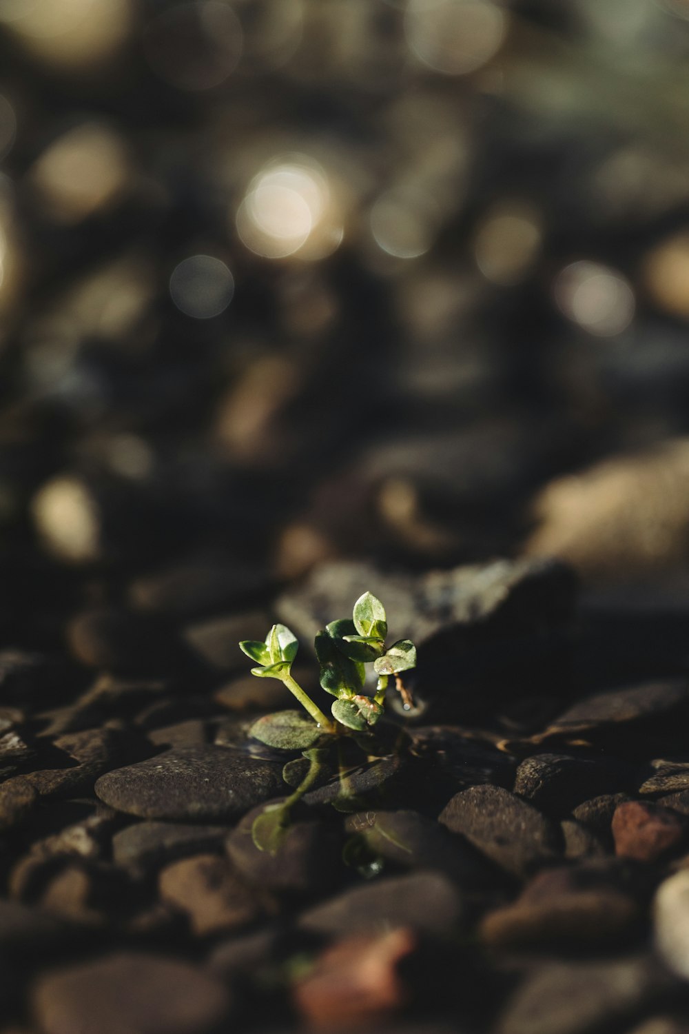 green young plant sprouting on rocks
