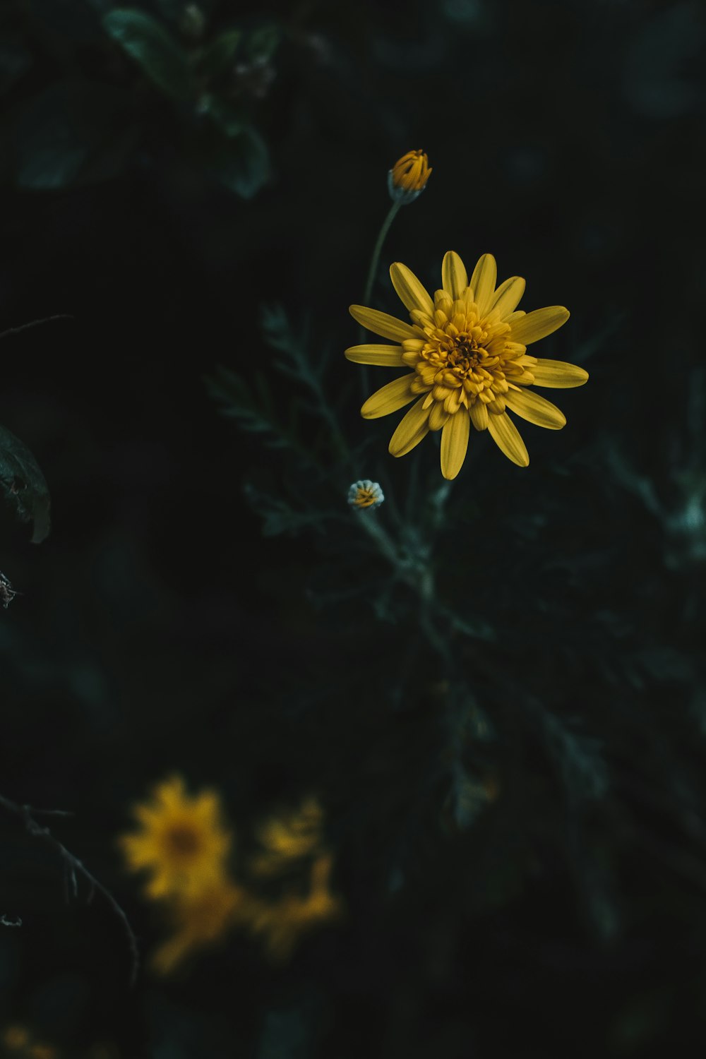 yellow-petaled flower