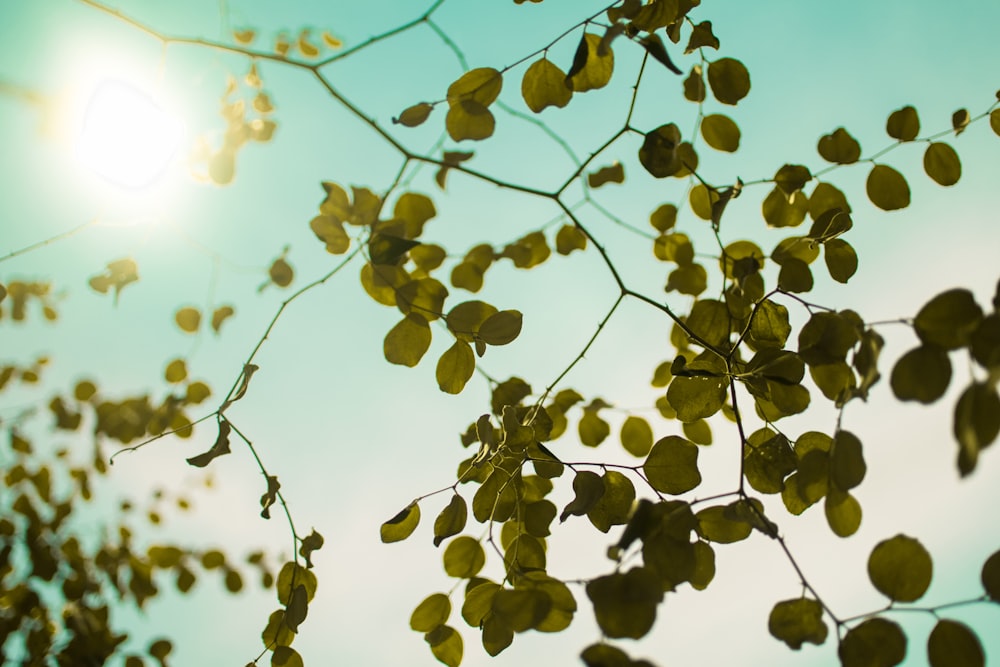 green-leafed tree