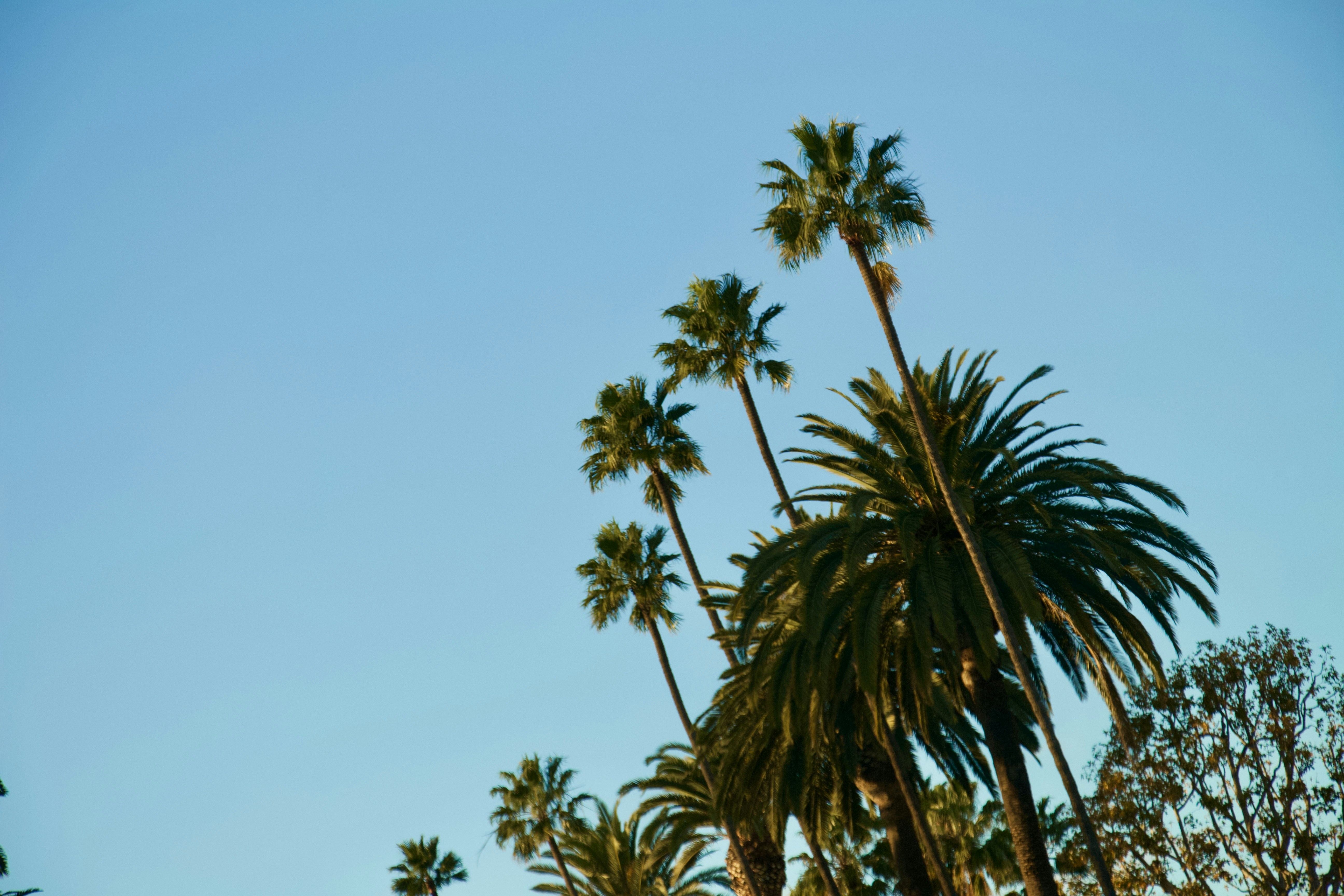 20 Palm Tree Pictures Hd Download Free Images On Unsplash