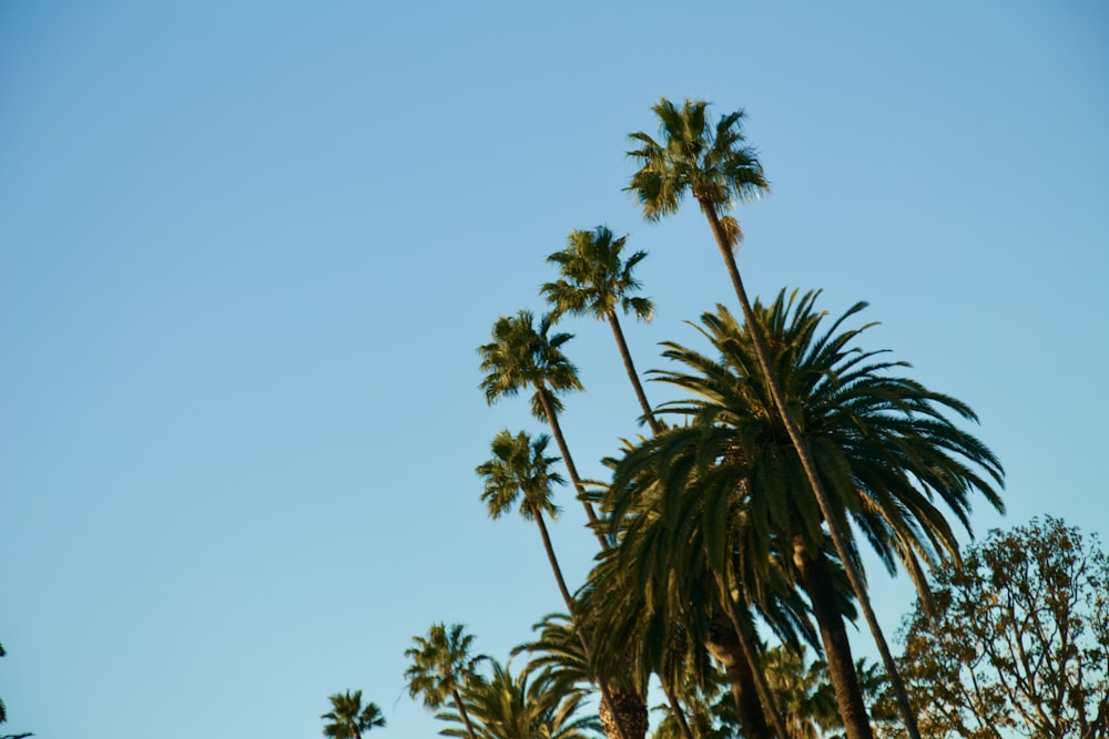 palm trees