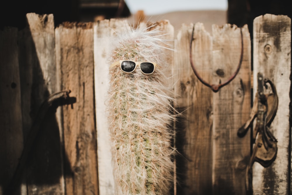 white and black sunglasses on wall