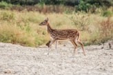 brown and white antelope