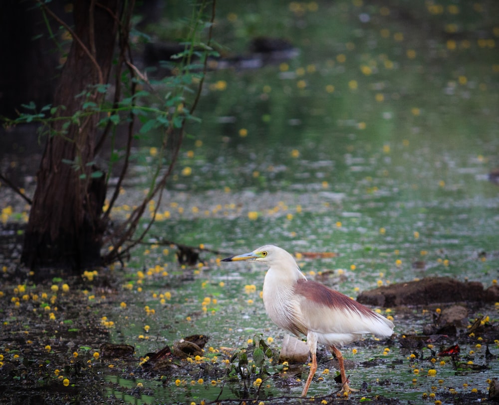 pájaro blanco y marrón en fotografía de enfoque selectivo