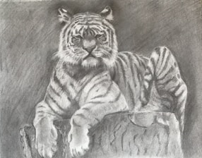 A detailed black and white pencil drawing of a tiger resting on a large rock. The tiger is depicted with lifelike precision, showcasing its iconic striped fur and intense gaze. Its paws are relaxed over the edge of the rock, and the background is shaded to create depth in the scene.