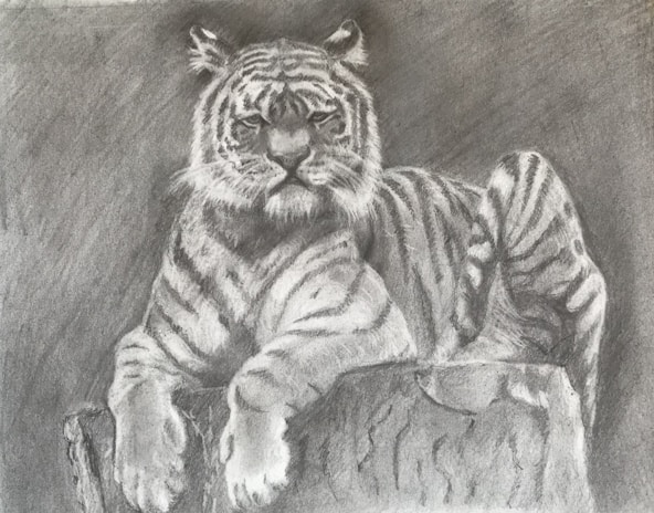 A detailed black and white pencil drawing of a tiger resting on a large rock. The tiger is depicted with lifelike precision, showcasing its iconic striped fur and intense gaze. Its paws are relaxed over the edge of the rock, and the background is shaded to create depth in the scene.