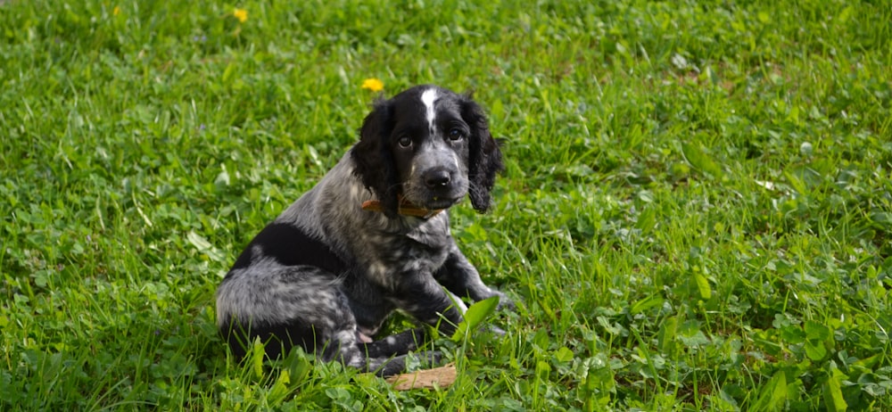 short-coated white and black puppy on grass field