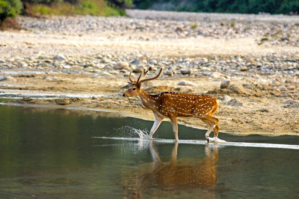 cervo marrom andando na água