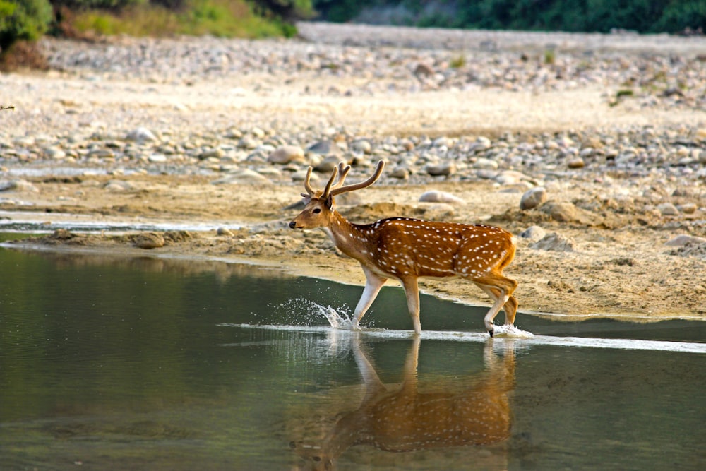 brown deer walking at water
