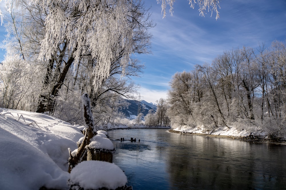 body of water between trees covered with snow