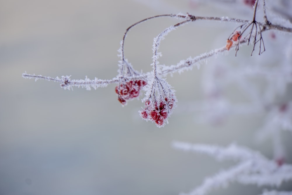 snow covered branches