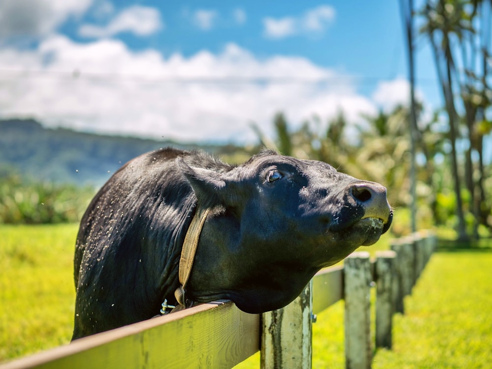 mucca nera che riposa la testa su una recinzione di legno