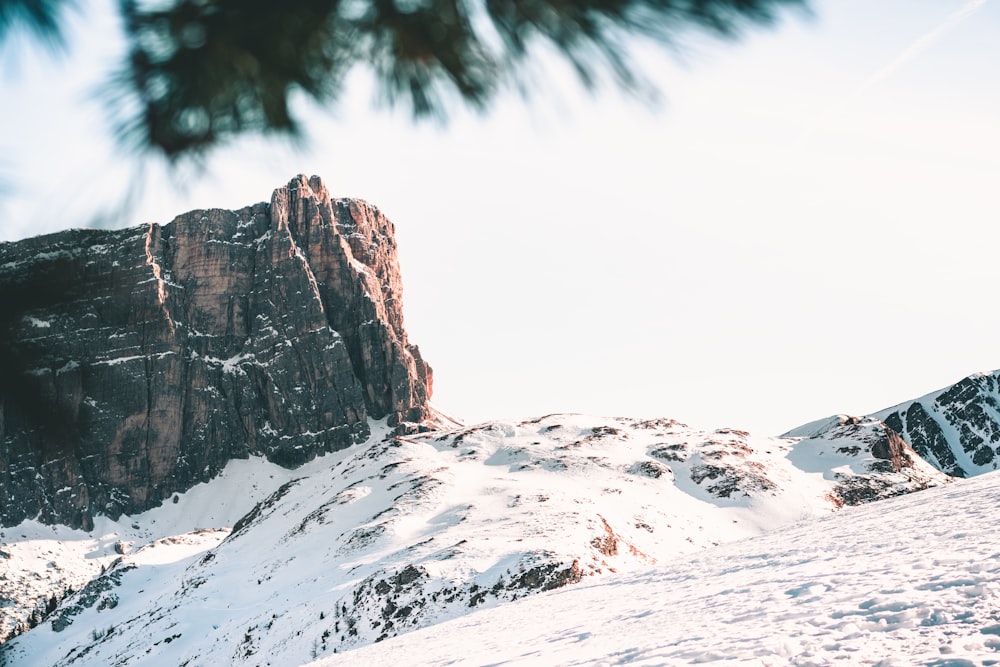 a snow covered mountain with a pine tree in the foreground