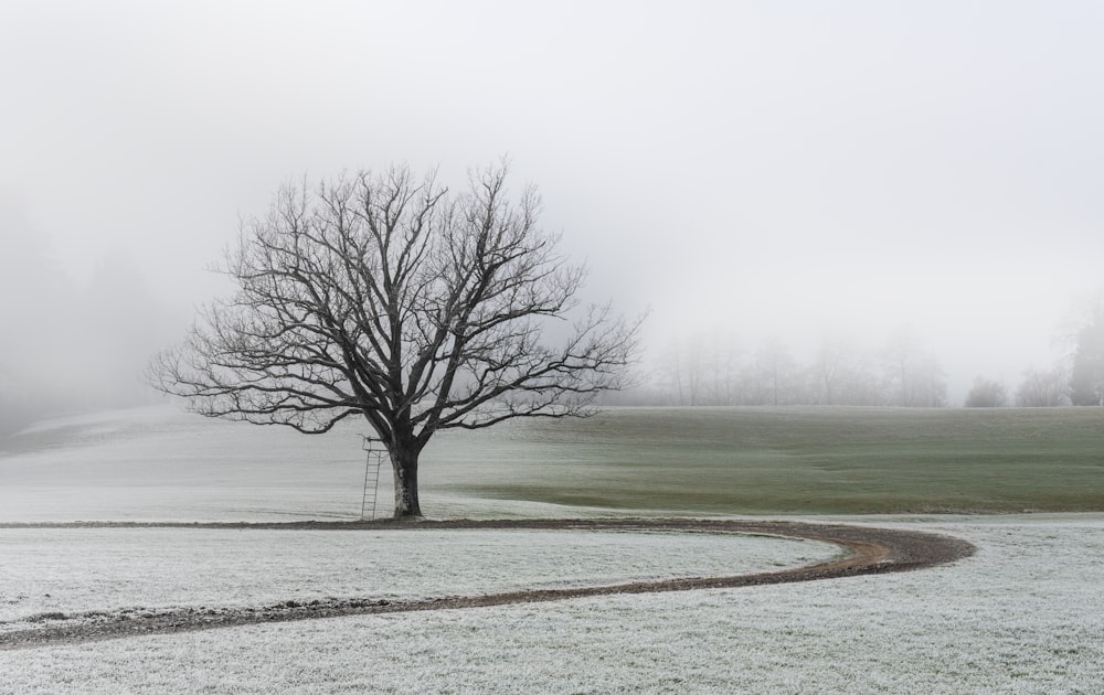 árbol desnudo en campo abierto bajo cielo gris