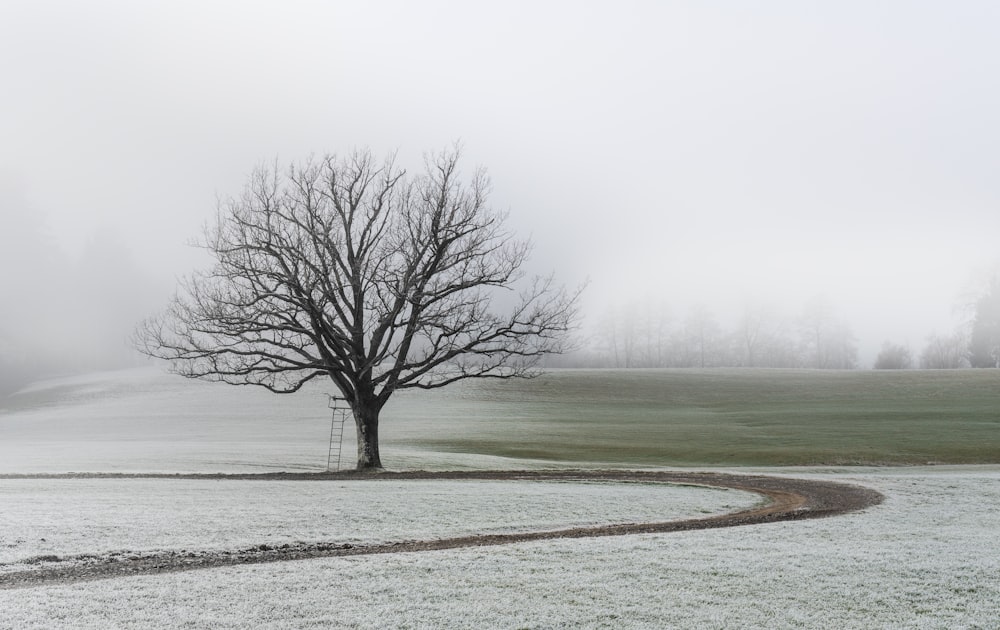 bare tree on open field under gray sky