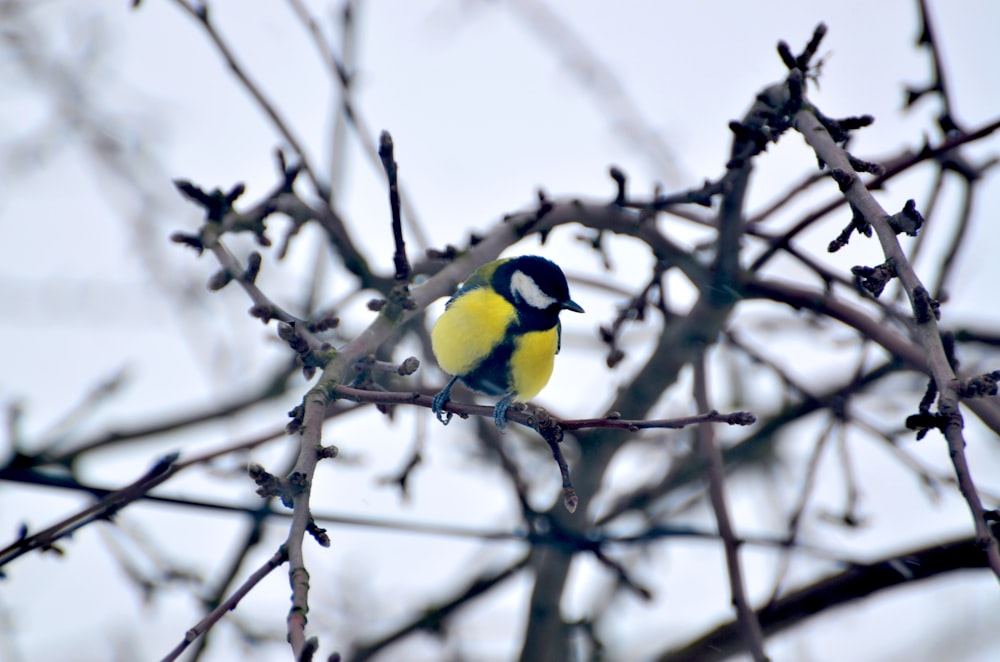 yellow and black bird perched on tree