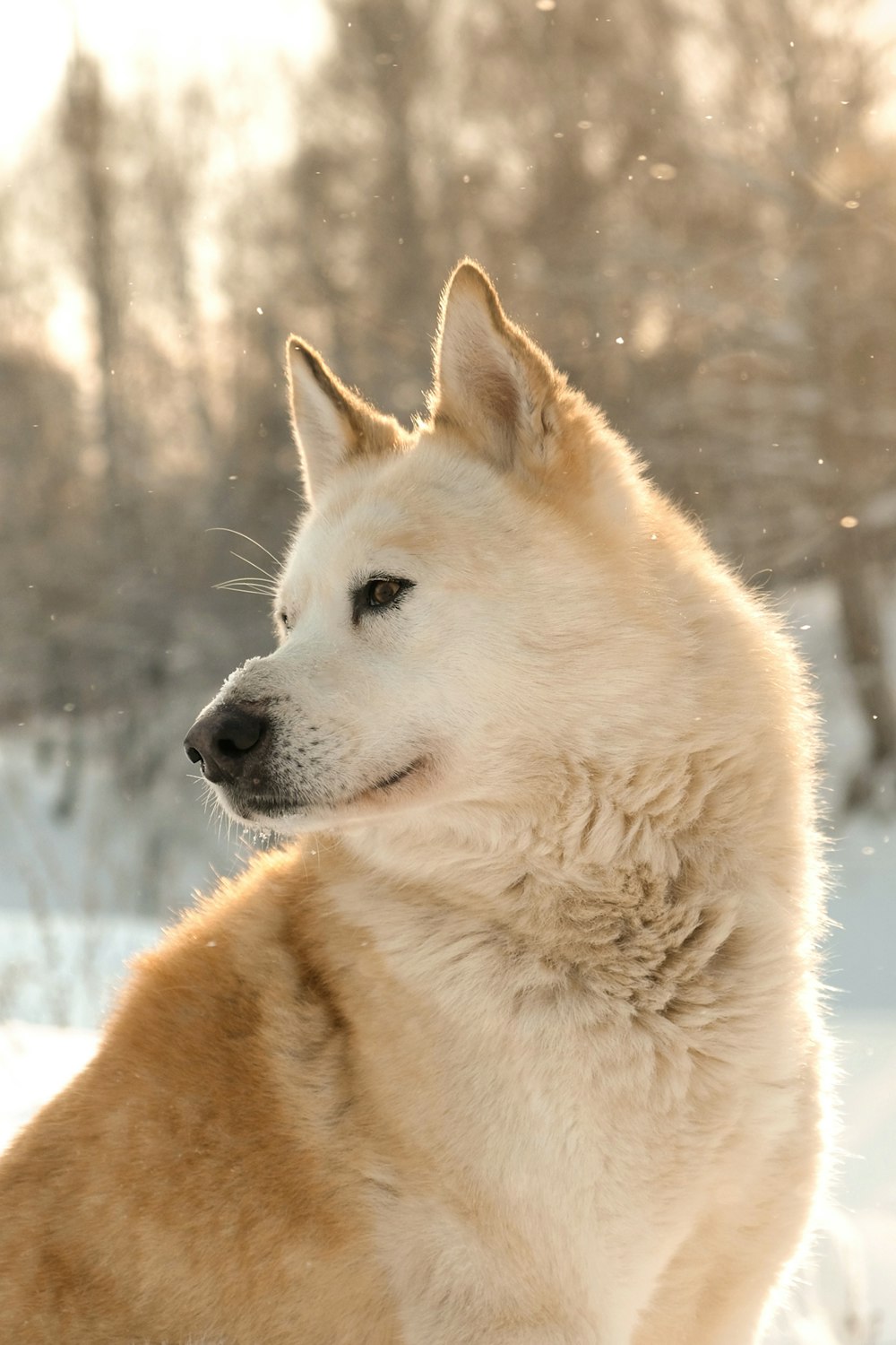 brown Dingo on snow covered surface