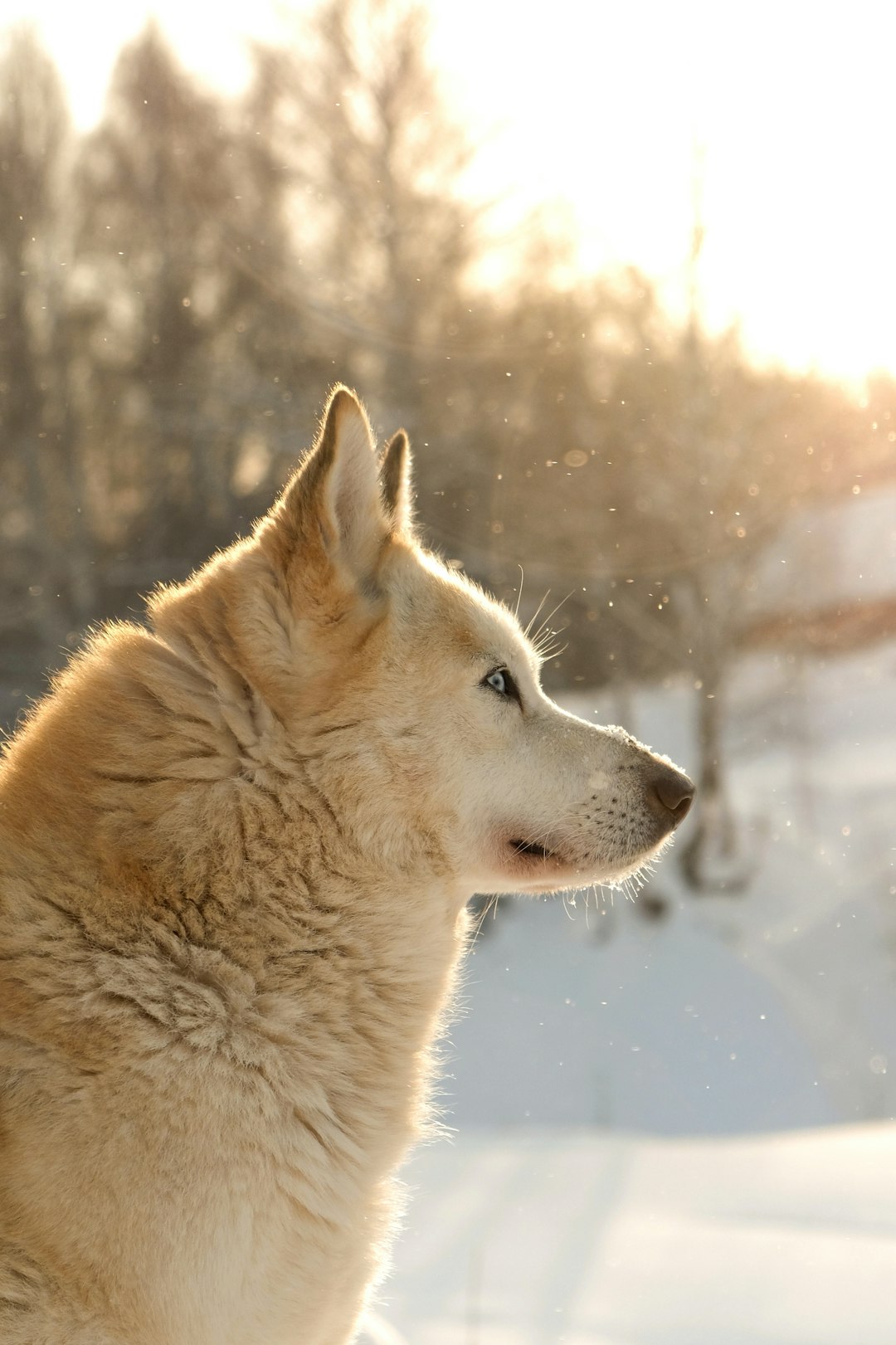  brown dog wolf