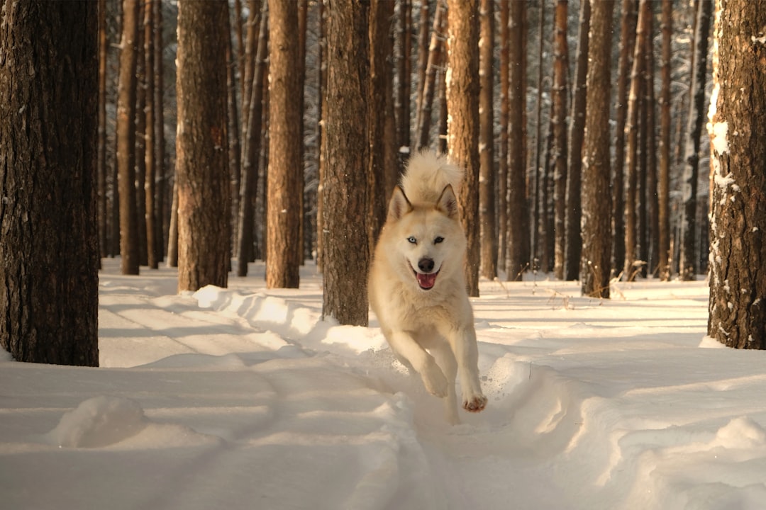 adult white Siberian husky on snow covered area,
