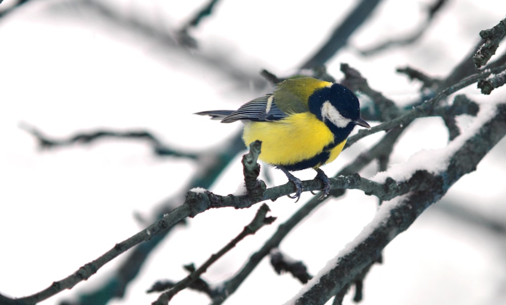 yellow and black bird perching on branch