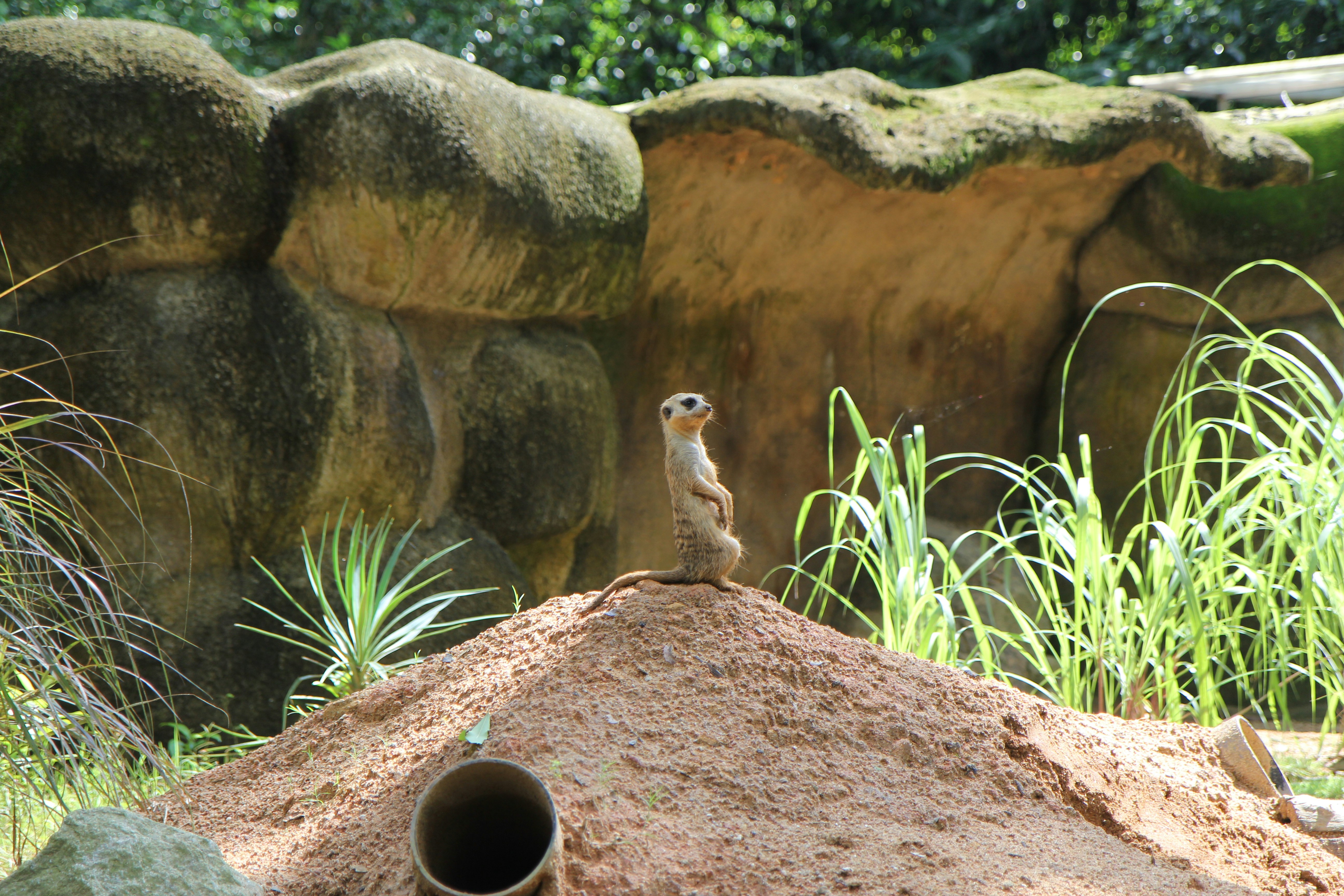 brown merkat on sand