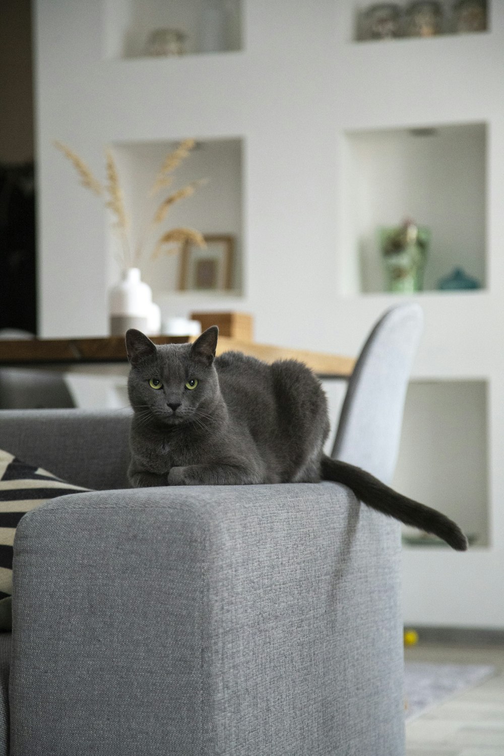 gato gris de pelo corto en silla de sofá de tela gris