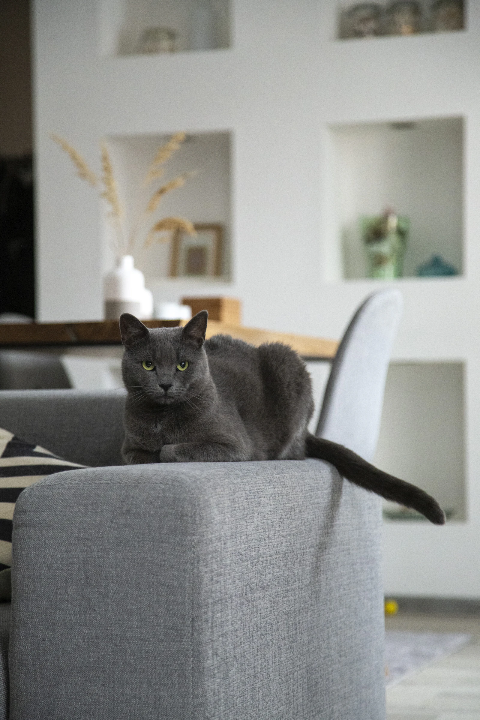 Chat gris aux yeux verts installé sur l'accoudoir d'un canapé gris dans un salon clair