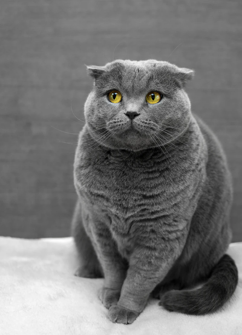 British Shorthair — British Shorthair