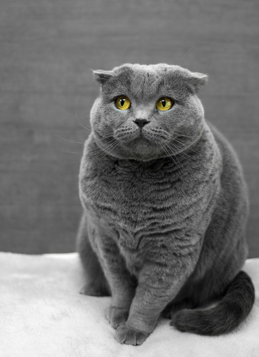 Gray cat, with yellow eyes, ears lying flat, against a gray background. 