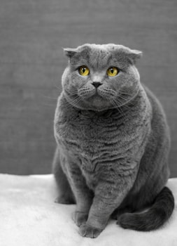 Cat relaxing by window