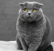 selective focus photography of Russian Blue cat