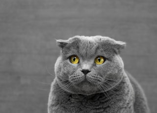 selective focus photography of Russian Blue cat