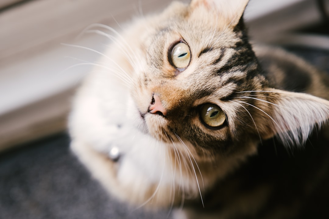 selective focus photography of brown tabby cat