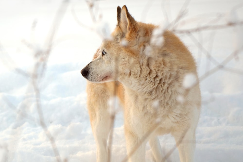 dingo on a snow covered road